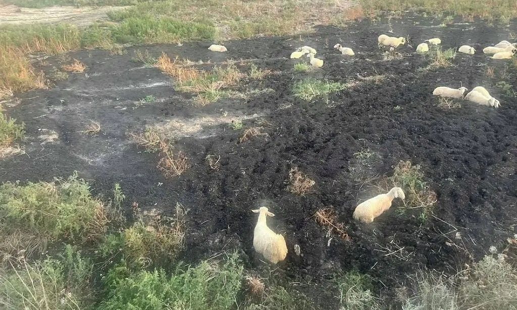 Απεγκλωβισμός Πρόβατων από Βάλτο στην Περιοχή Άγιος Βασίλειος Θεσσαλονίκης